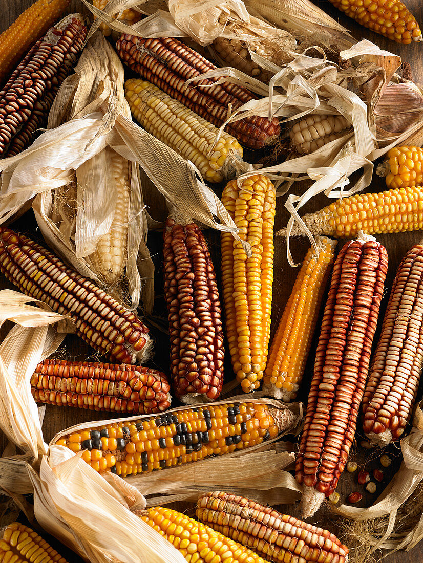 Assortment of dried corn on the cobs