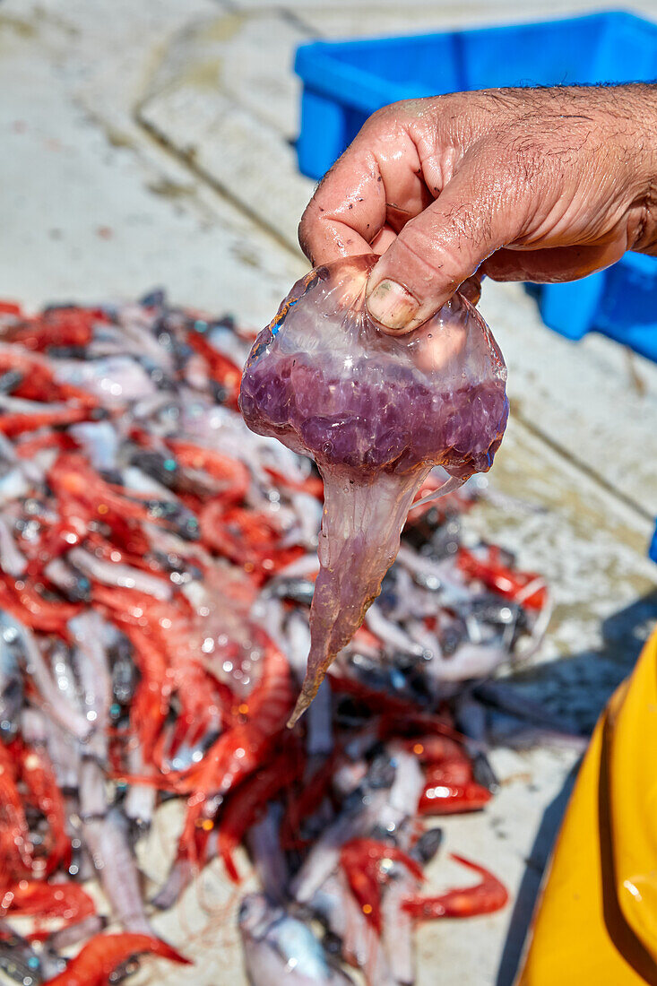 Fishing - hand holding jellyfish