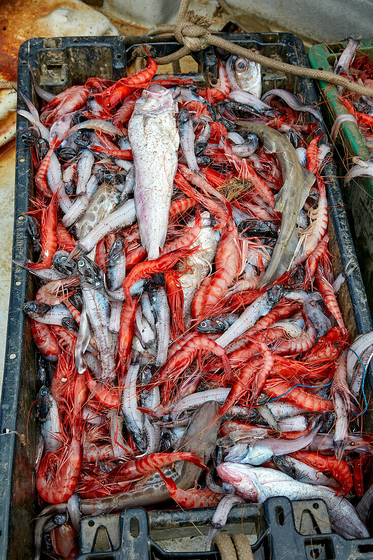 Frische Meeresfrüchte und Fische