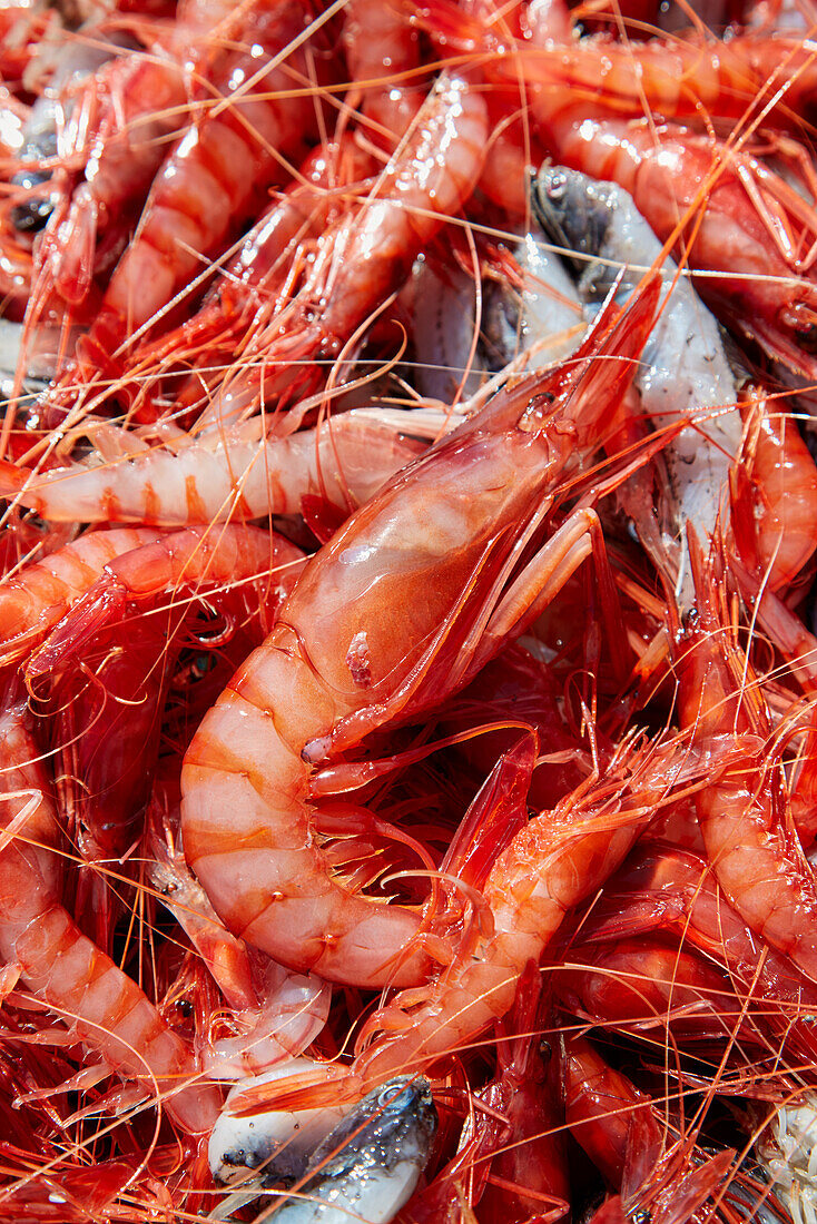 Frische Gambas