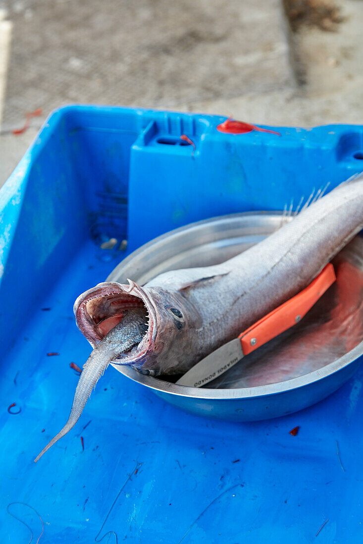 Freshly caught fish