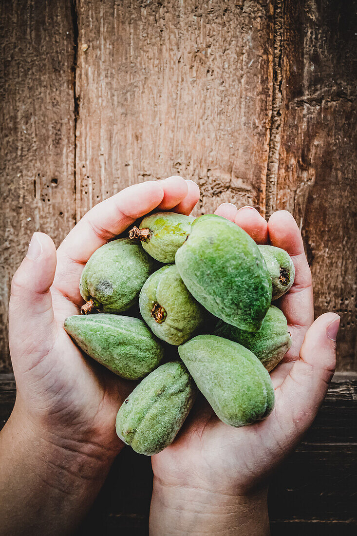 Hands holding fresh almonds