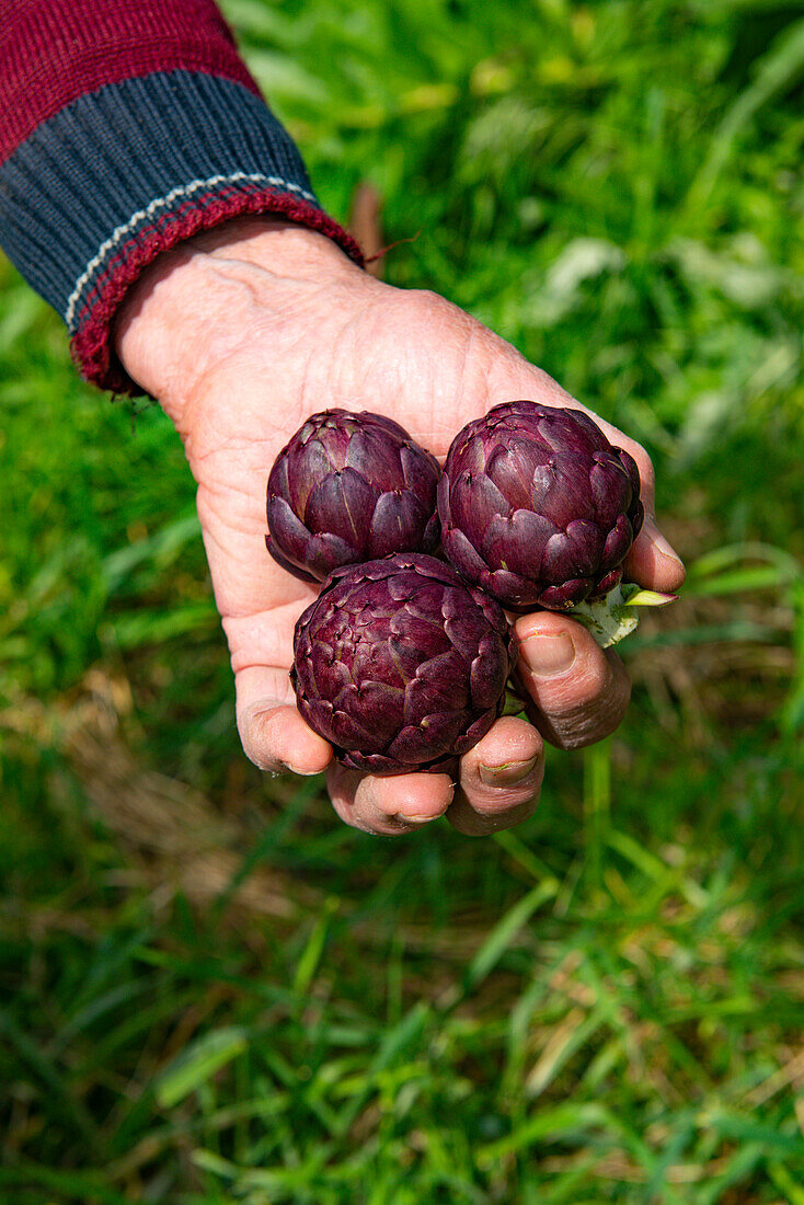 Hands holding three freshly harvested artichokes