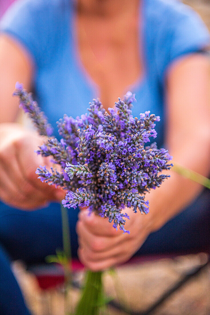 Hands holding a bouquet of lavender