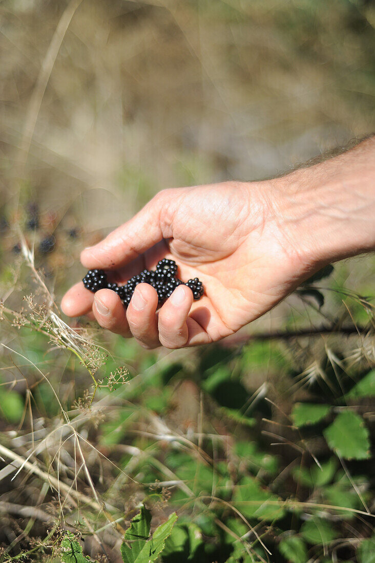 Picking blackberries