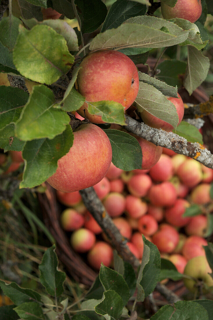Äpfel am Zweig und frisch geerntet im Korb