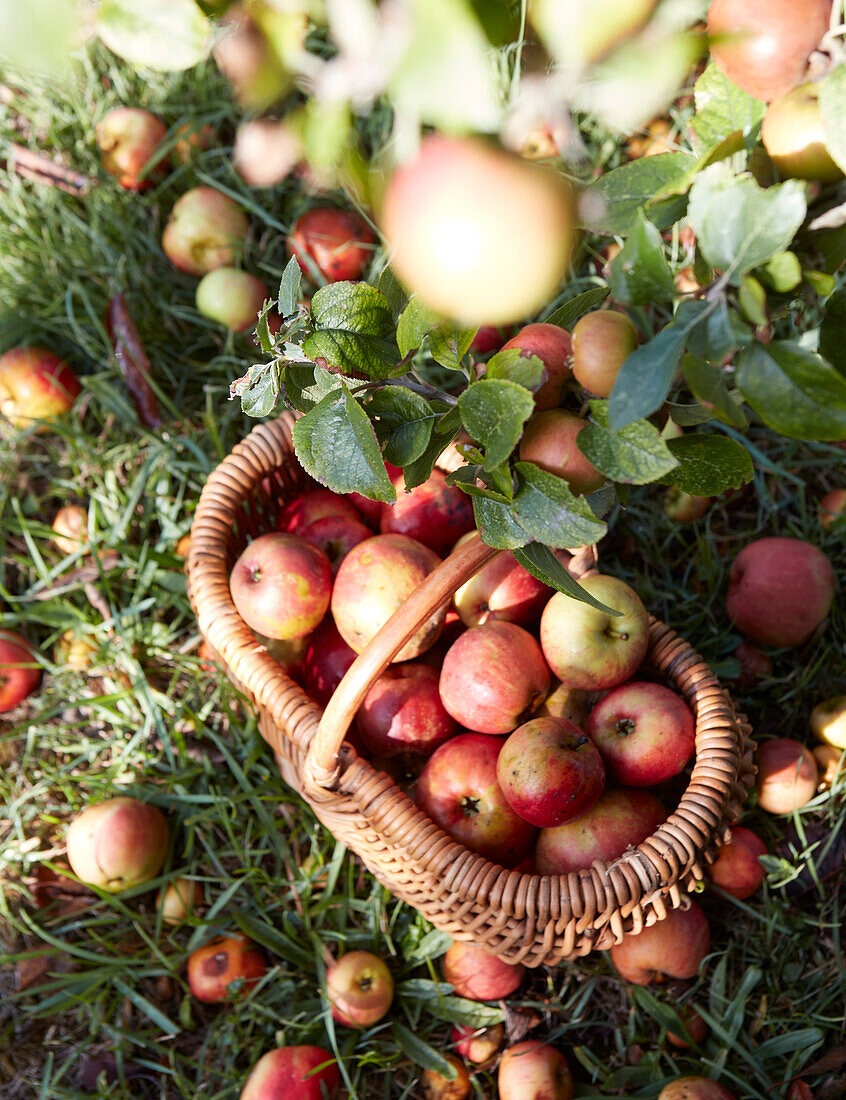 Korb mit frisch gepflückten Äpfeln im Freien