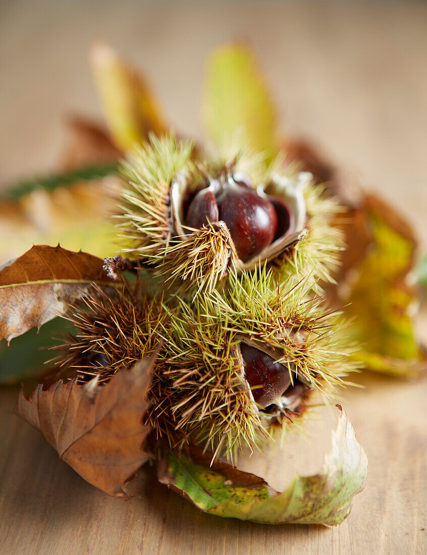 chestnuts in a shell