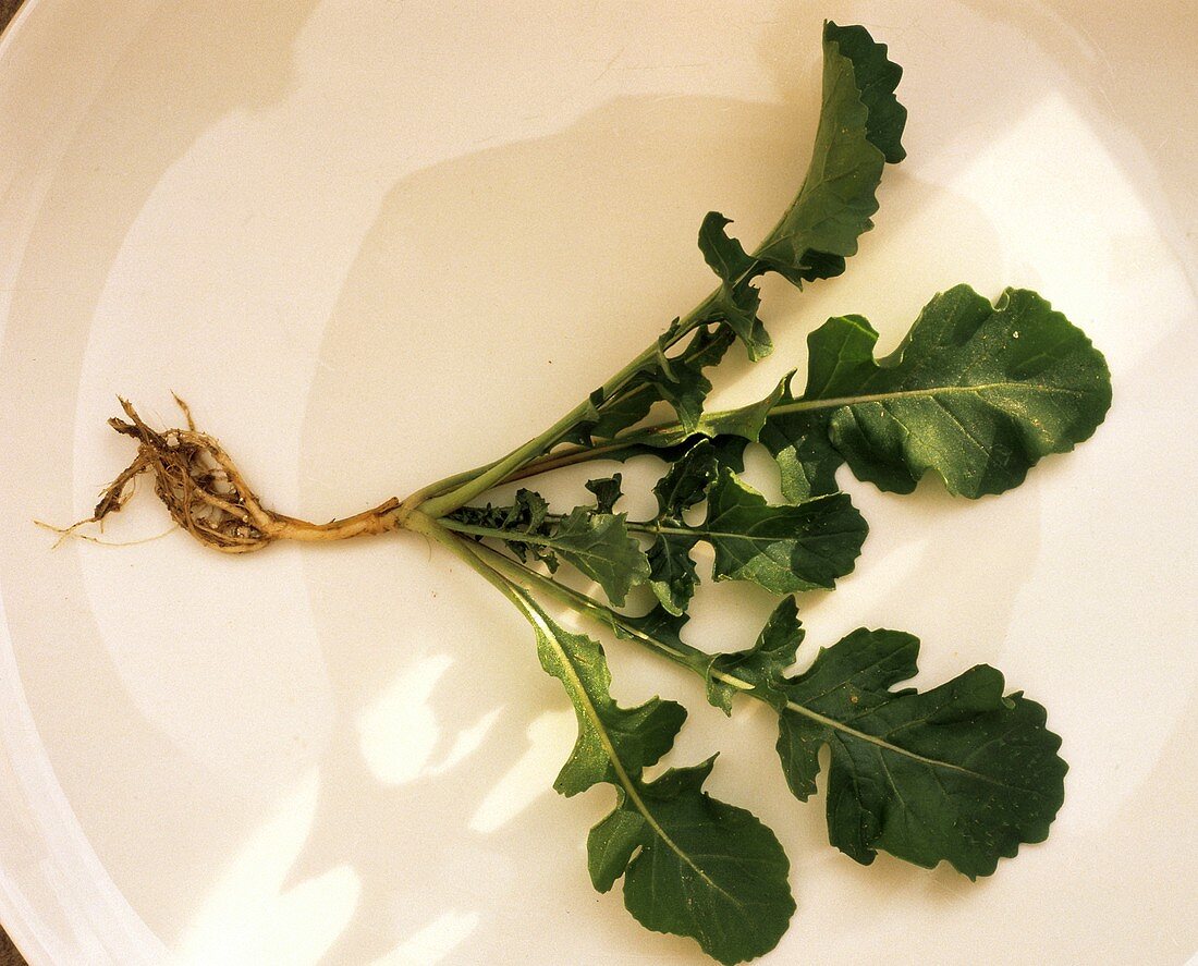 Arugula with Roots