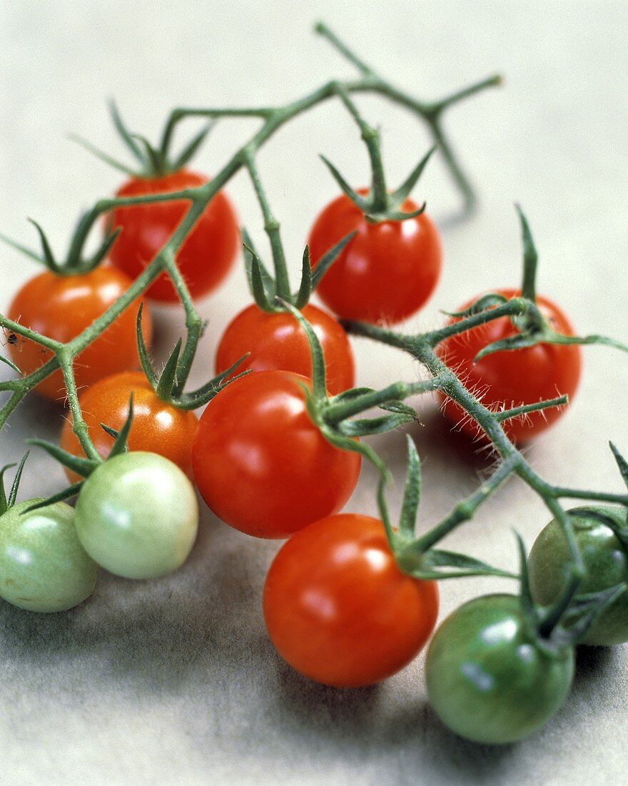 Cherry Tomatoes on a Vine