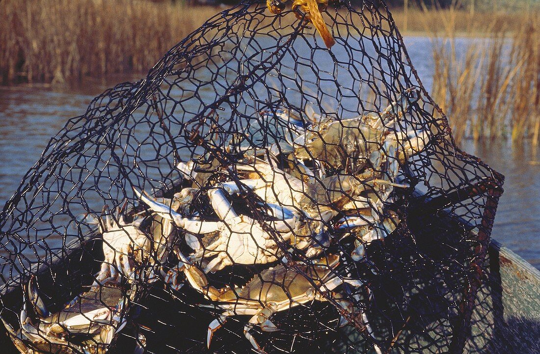 Frisch gefangene Krebse im Netz am Boot