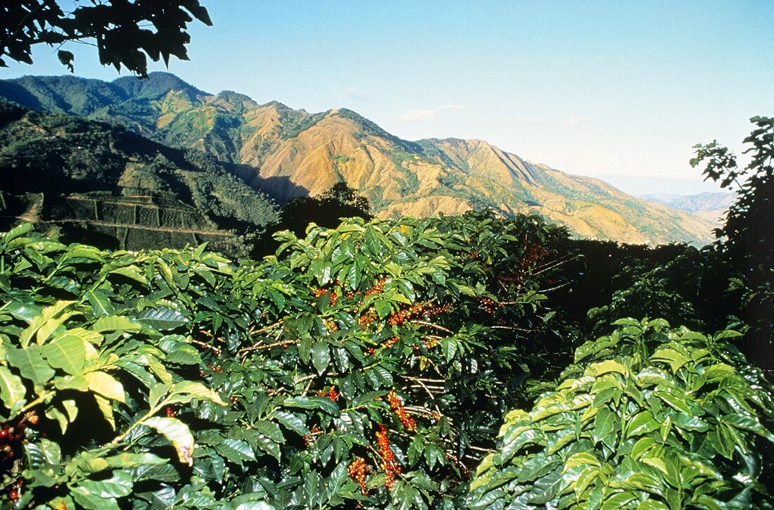 Coffee Bean Plantation in Costa Rica