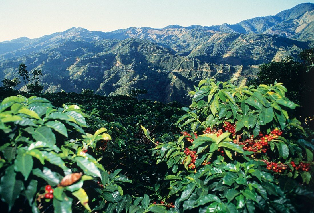 Coffee beans on a brush; coffee plantation, Costa Rica