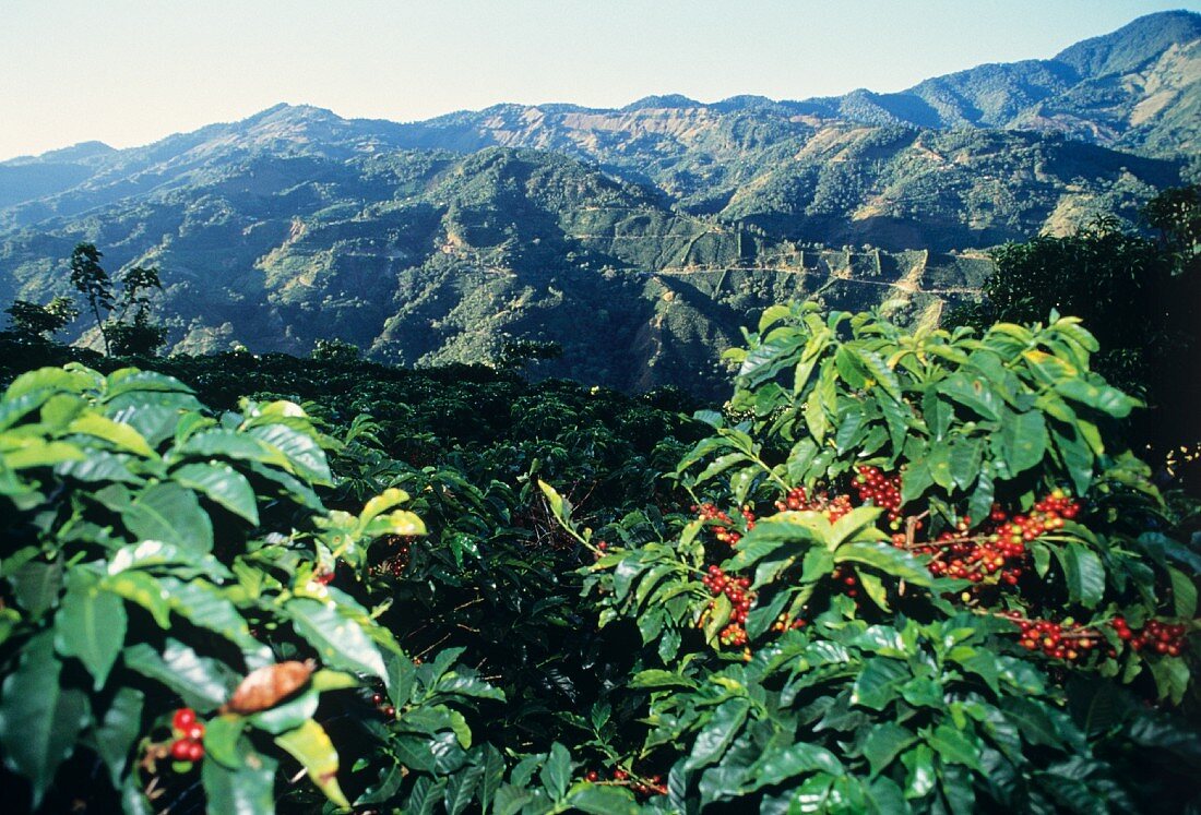 Kaffeebohnen an der Pflanze; Kaffeeplantage; Costa Rica