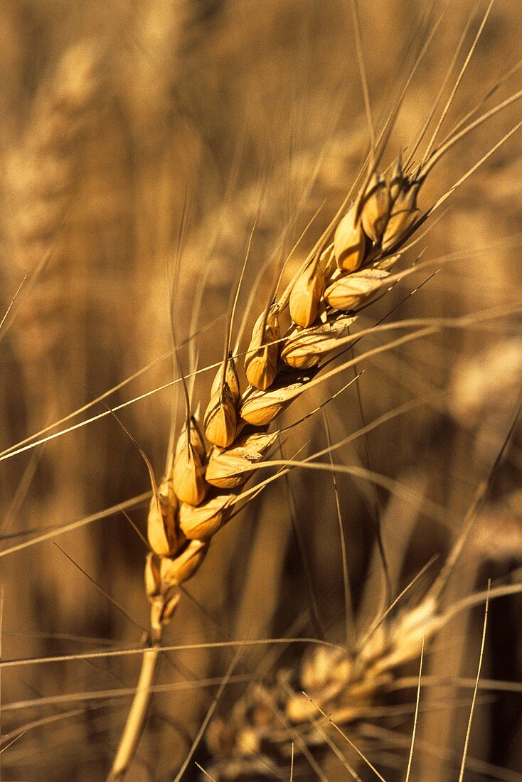 Wheat in Field (Close Up)