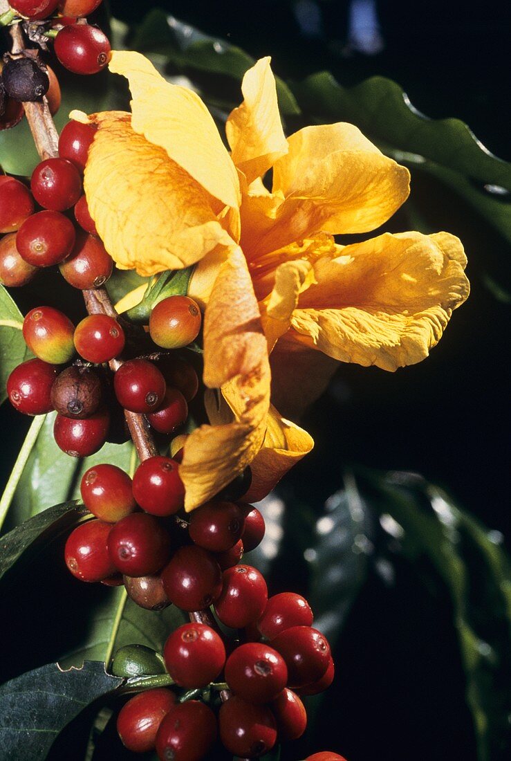 Arabica Kaffeebohnen mit Blüte an der Pflanze