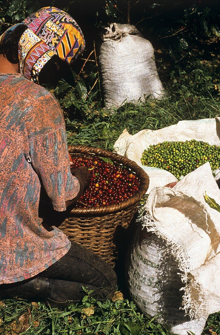 Coffee Plantation Worker sorting Coffee Beans