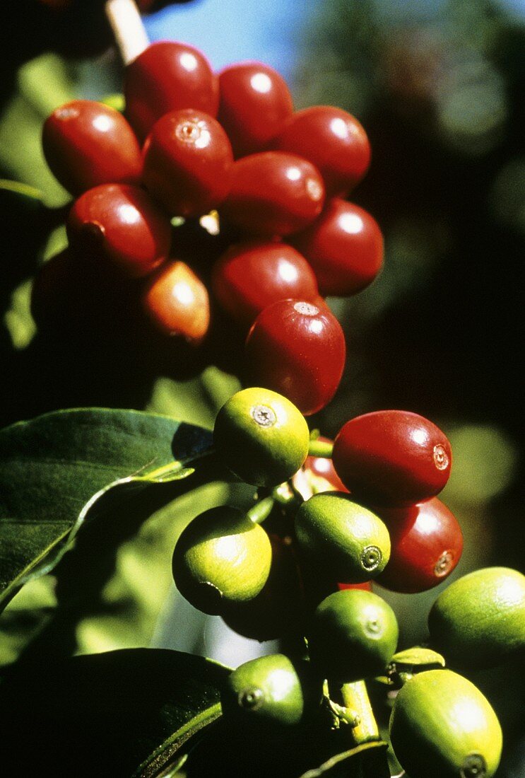 Arabica Kaffeebohnen an der Pflanze