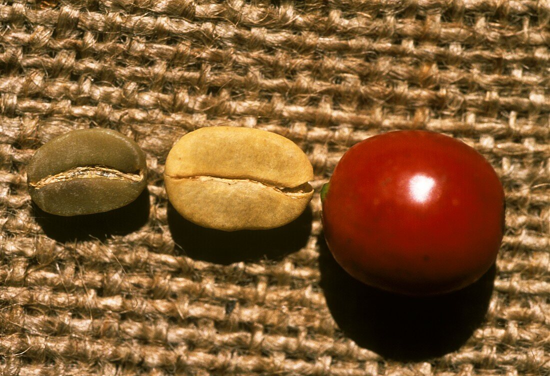 Stages of Coffee Bean; Whole Berry; Parchment and Bean