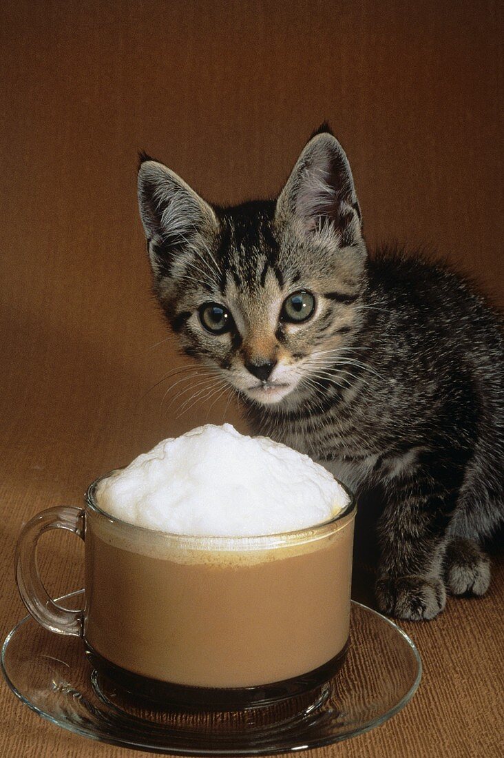 Kleines Kätzchen und Tasse Cappuccino
