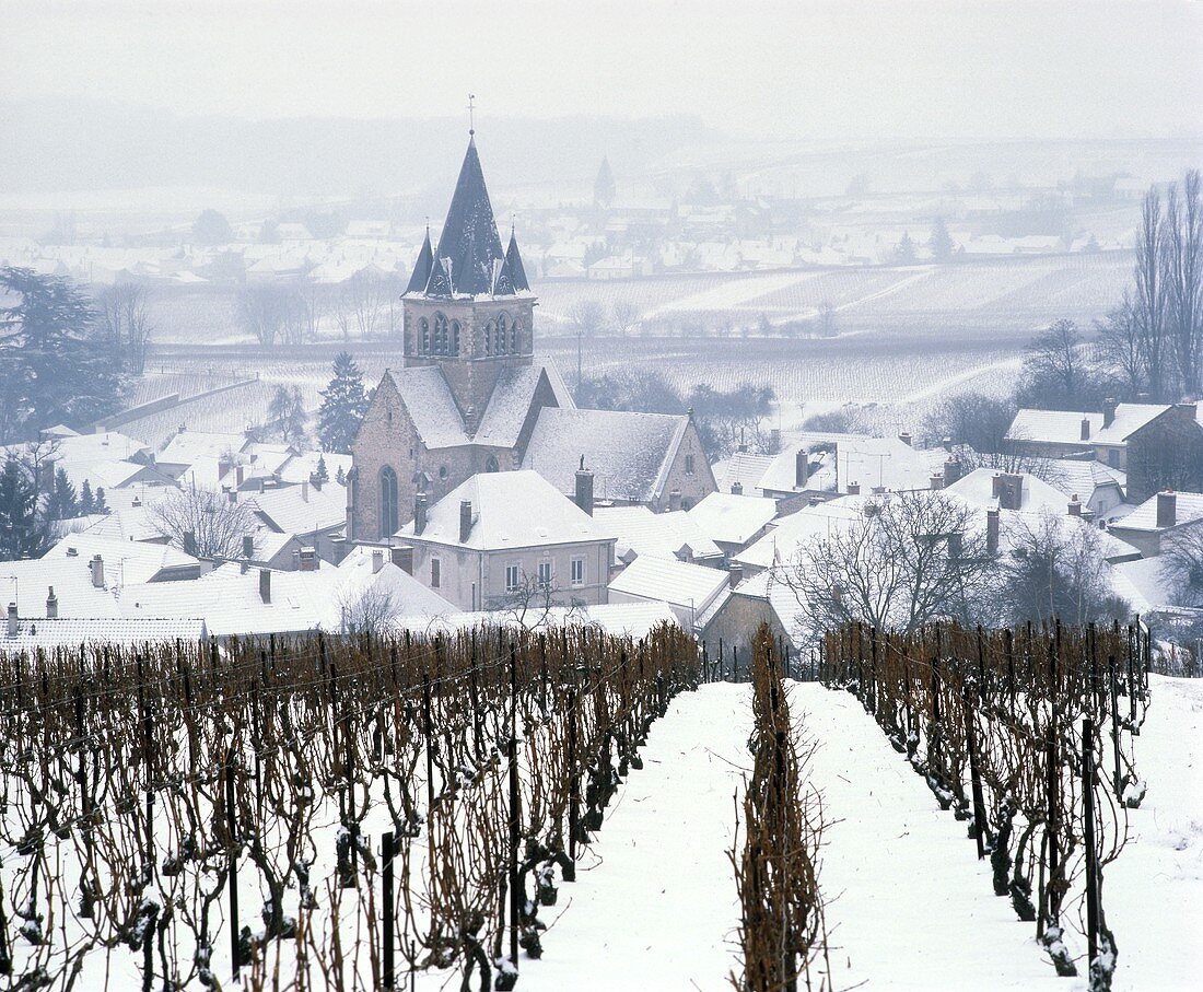 Verschneiter Weinberg in Ville-Dommange, Marne, Frankreich