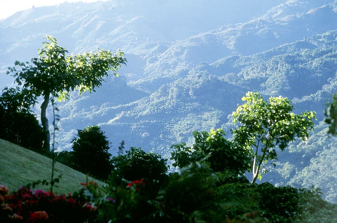 Kaffeebäume auf einer Kaffeeplantage im Gebirge; Costa Rica