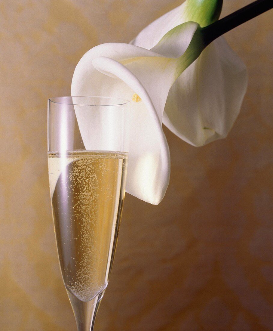 Glass of Champagne; Calla Lily
