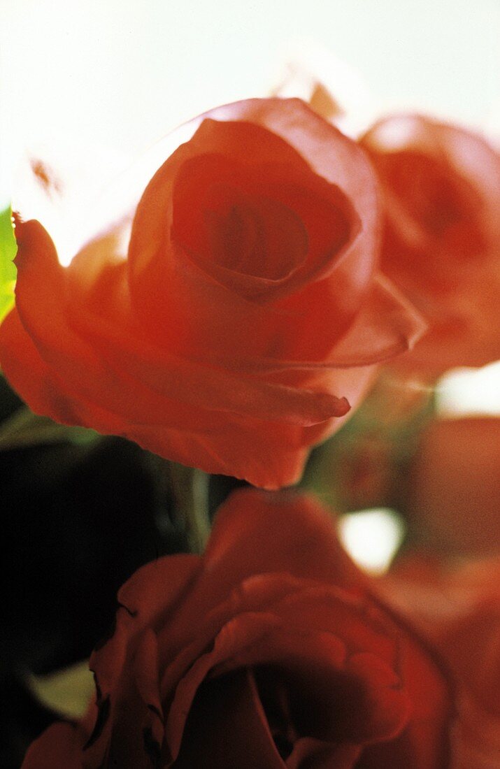 Red Roses Close Up