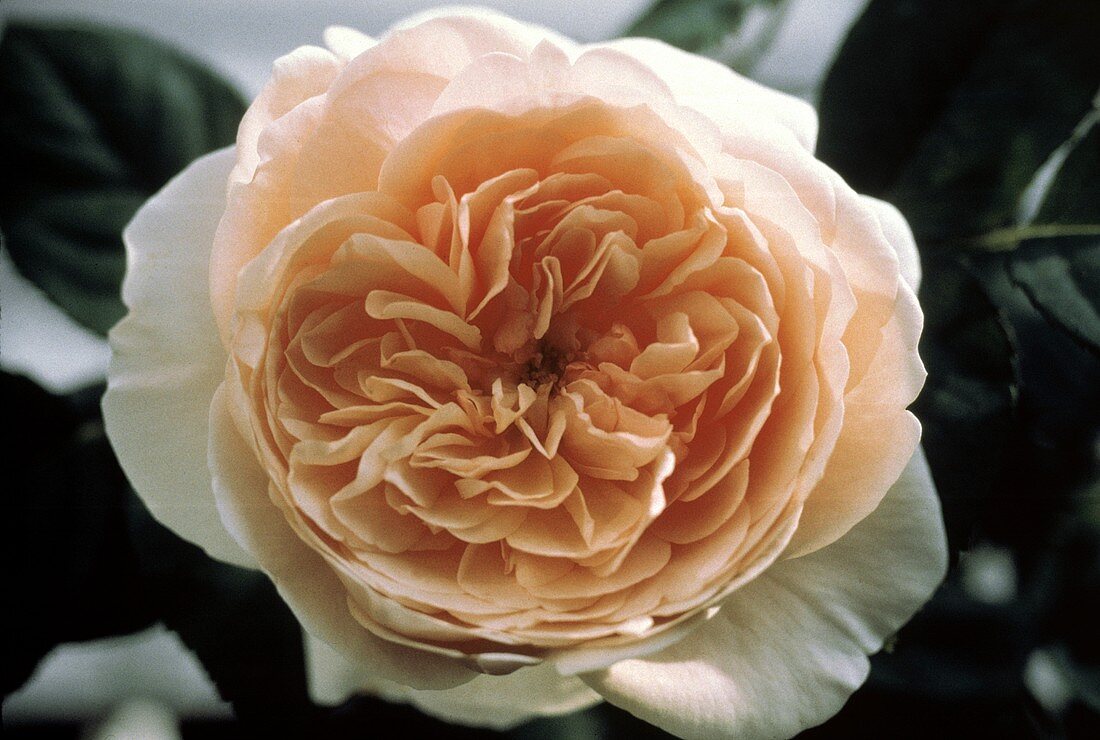 Eine rosafarbene gefüllte Rose, aufgeblüht