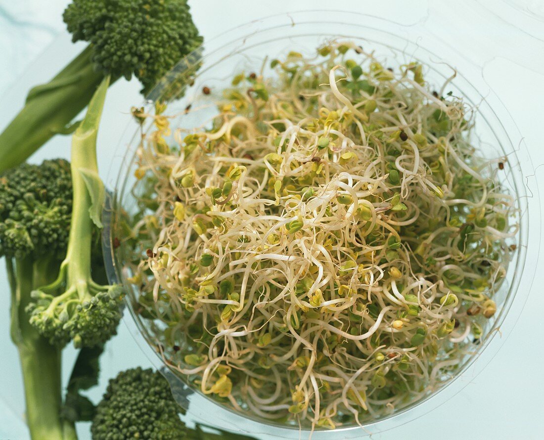 Broccolisprossen in einer Plastikschale, daneben Brokkoli