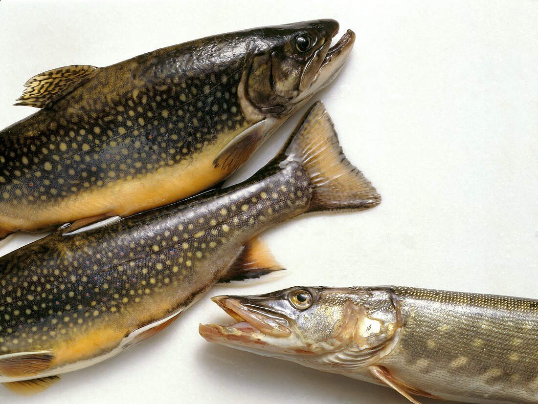 Pike and brook trout
