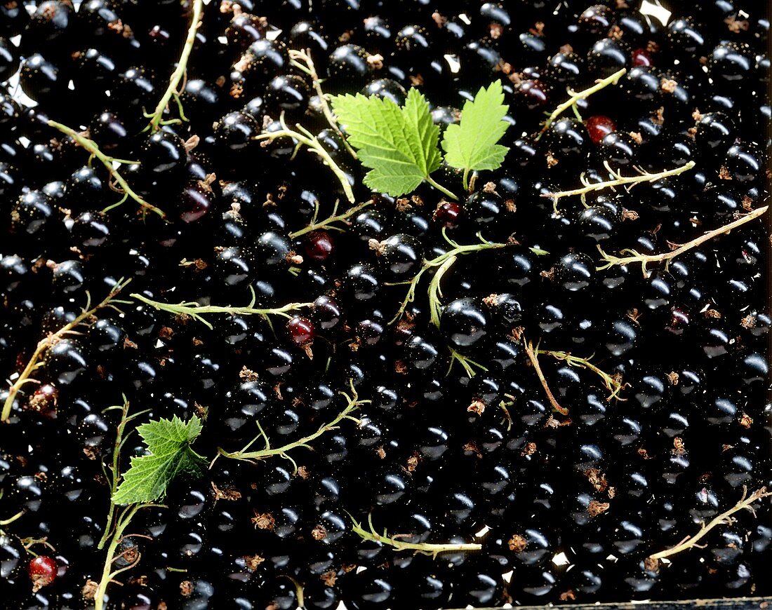 Schwarze Johannisbeeren