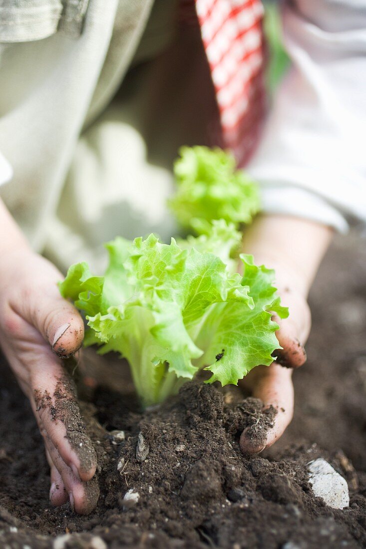 Person setzt Salatpflanze in die Erde