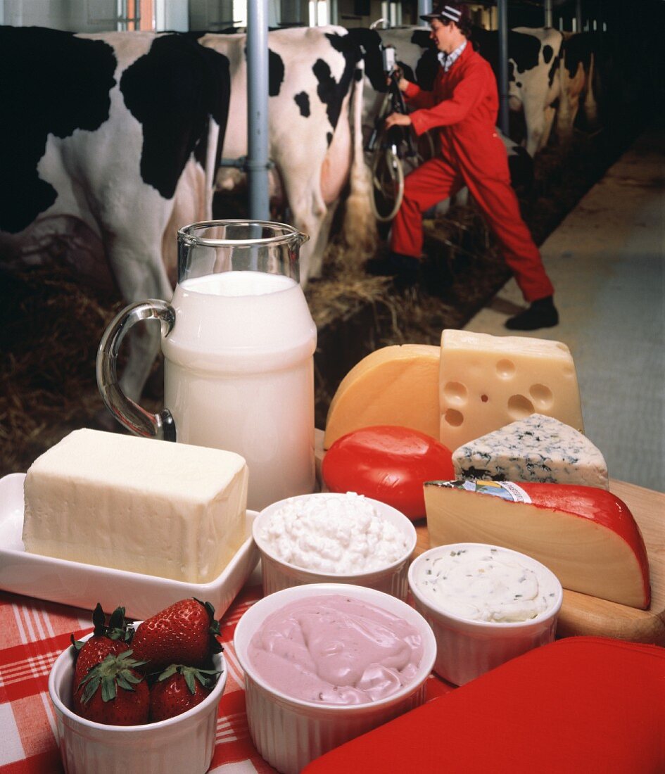 Stillleben mit Milchprodukten und Käse in einem Kuhstall