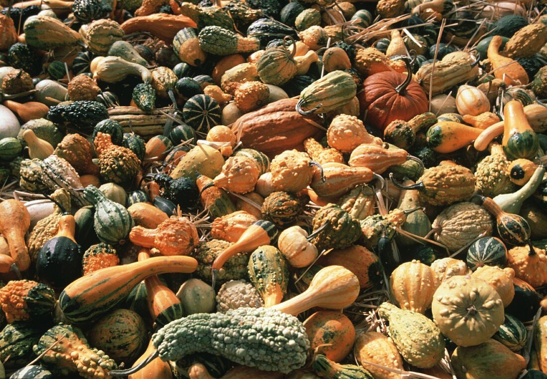 Assorted Types of Gourds
