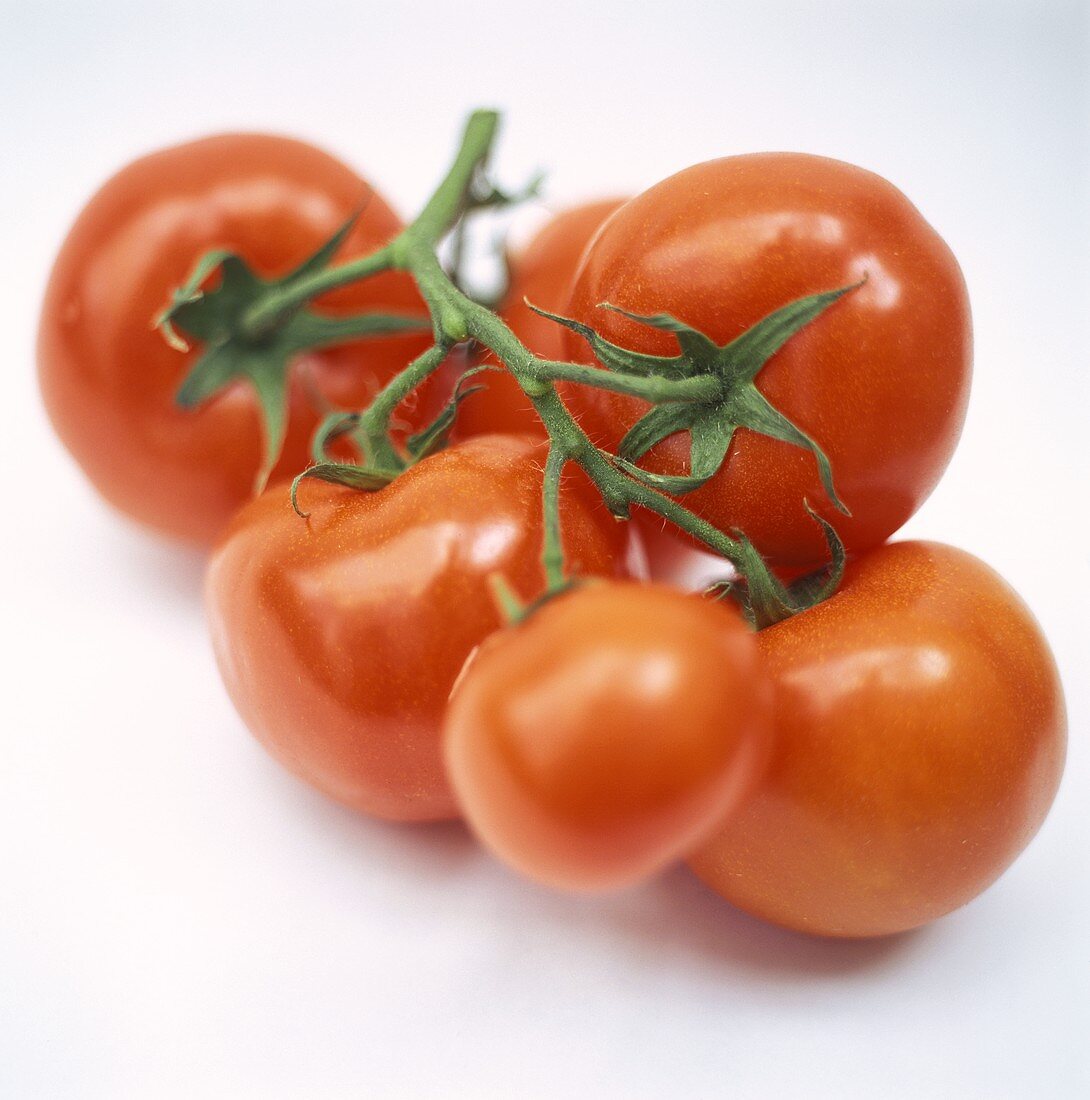 Ein Zweig Tomaten