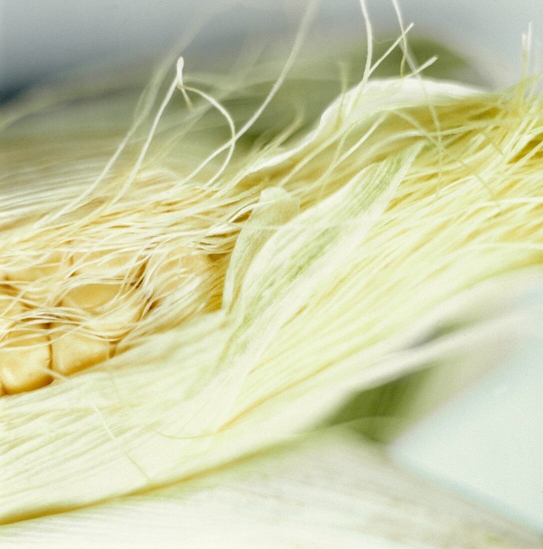 Ein Maiskolben mit Haaren in der Schale