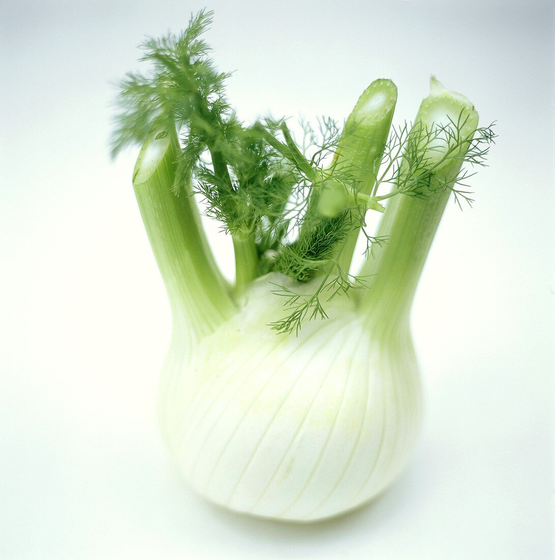 Fennel Bulb