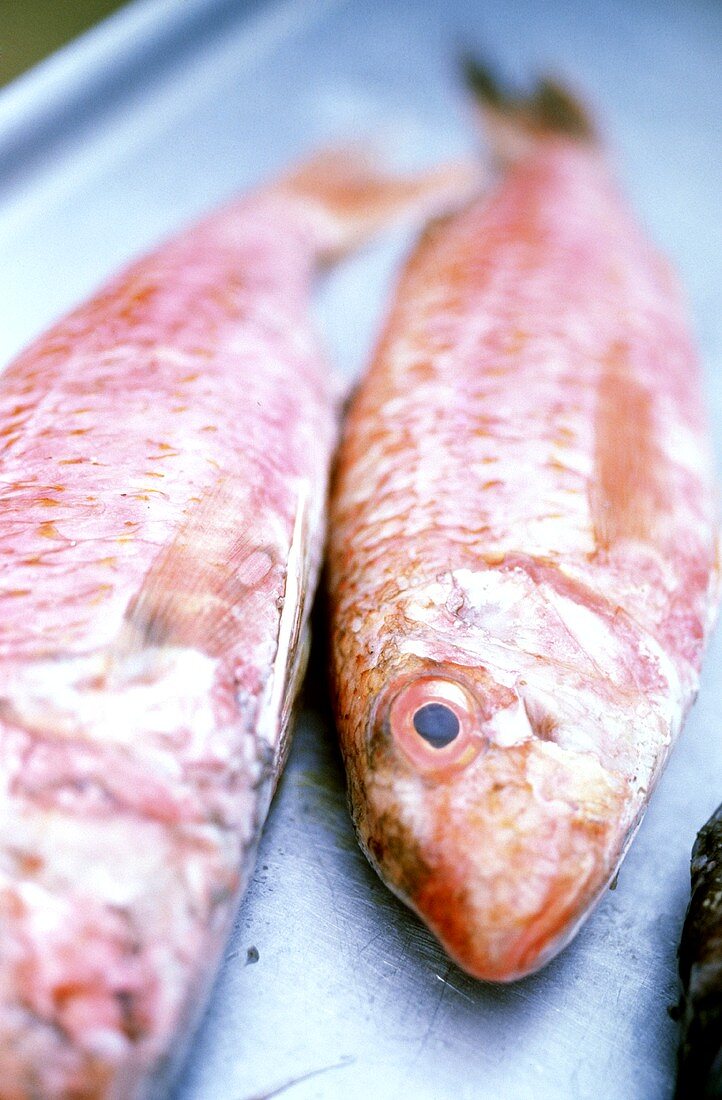 Red Mullet