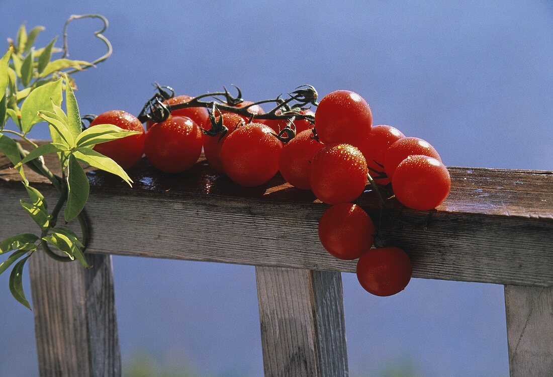 Kirschtomaten auf Holzzaun