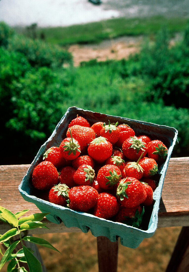 Carton of Starwberries Outside