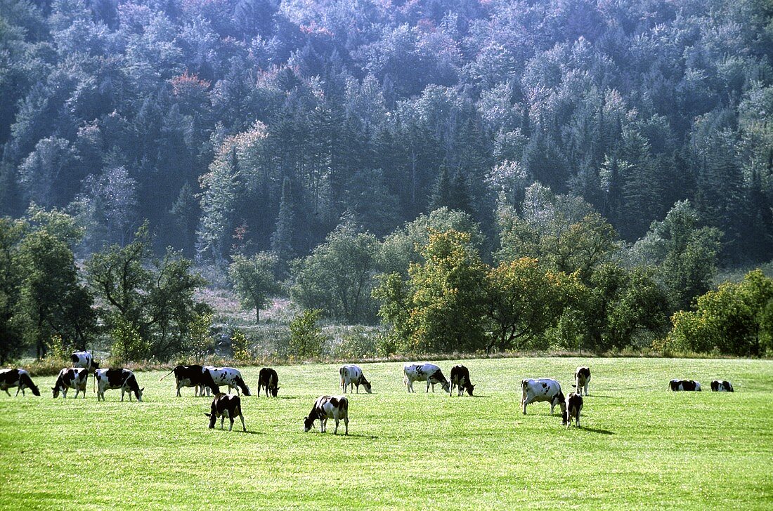 Kühe auf der Weide