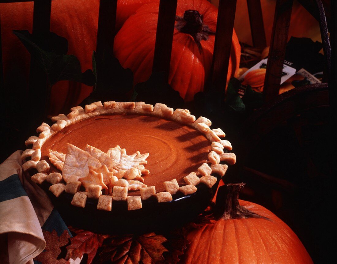 Pumpkin Pie, umgeben von Kürbissen