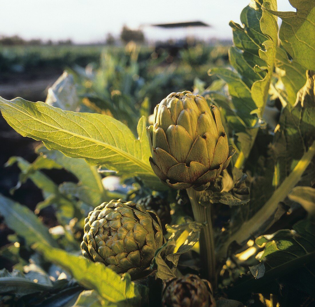 Artichoke Plant