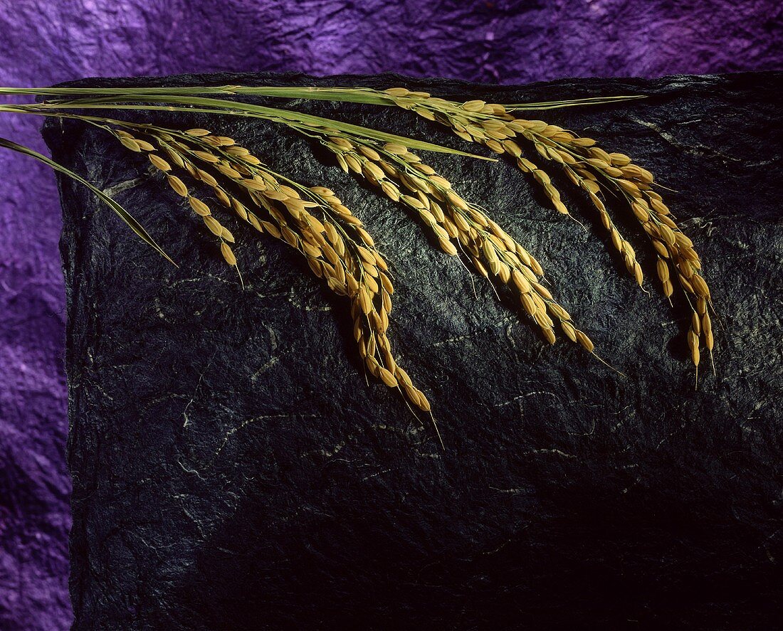 Reispflanze auf dunklem Papieruntergrund