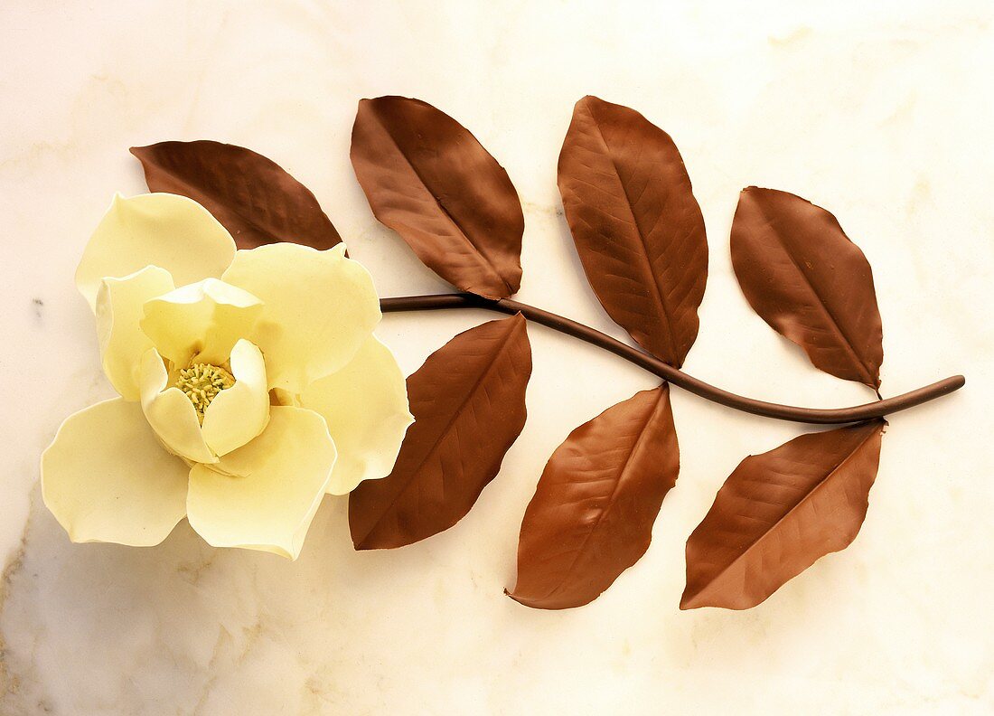 A Chocolate Magnolia