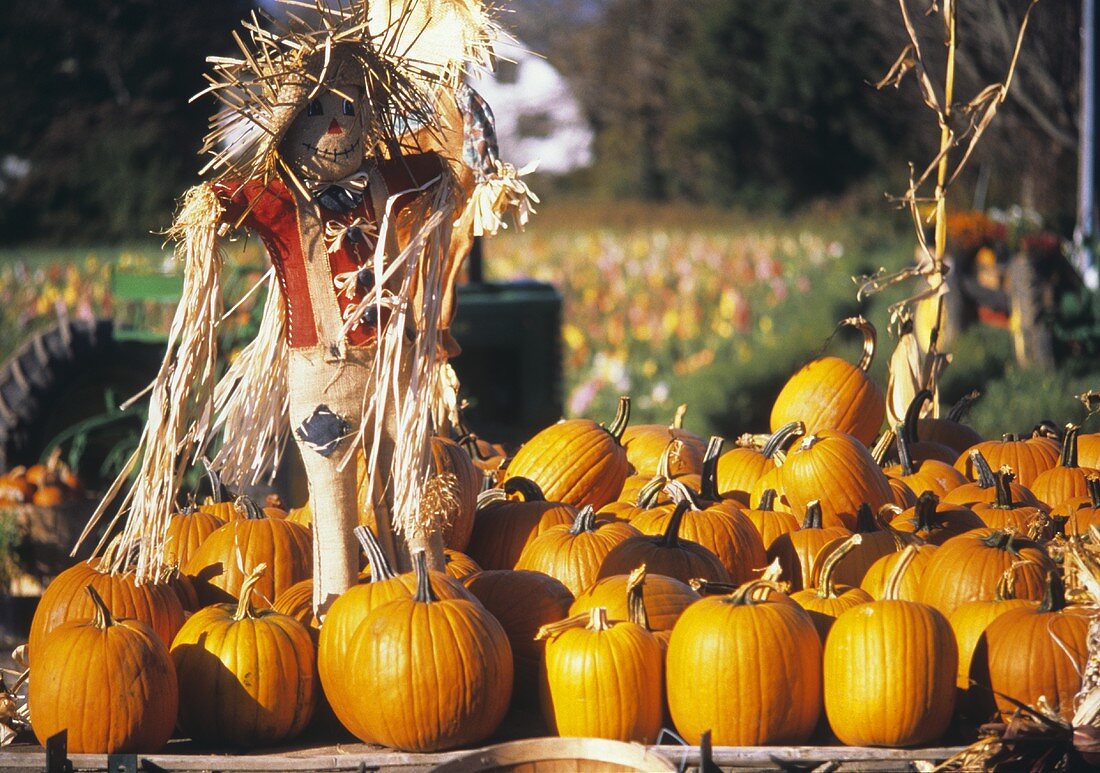 Scarecrow and Pumpkins at a Farm Stand
