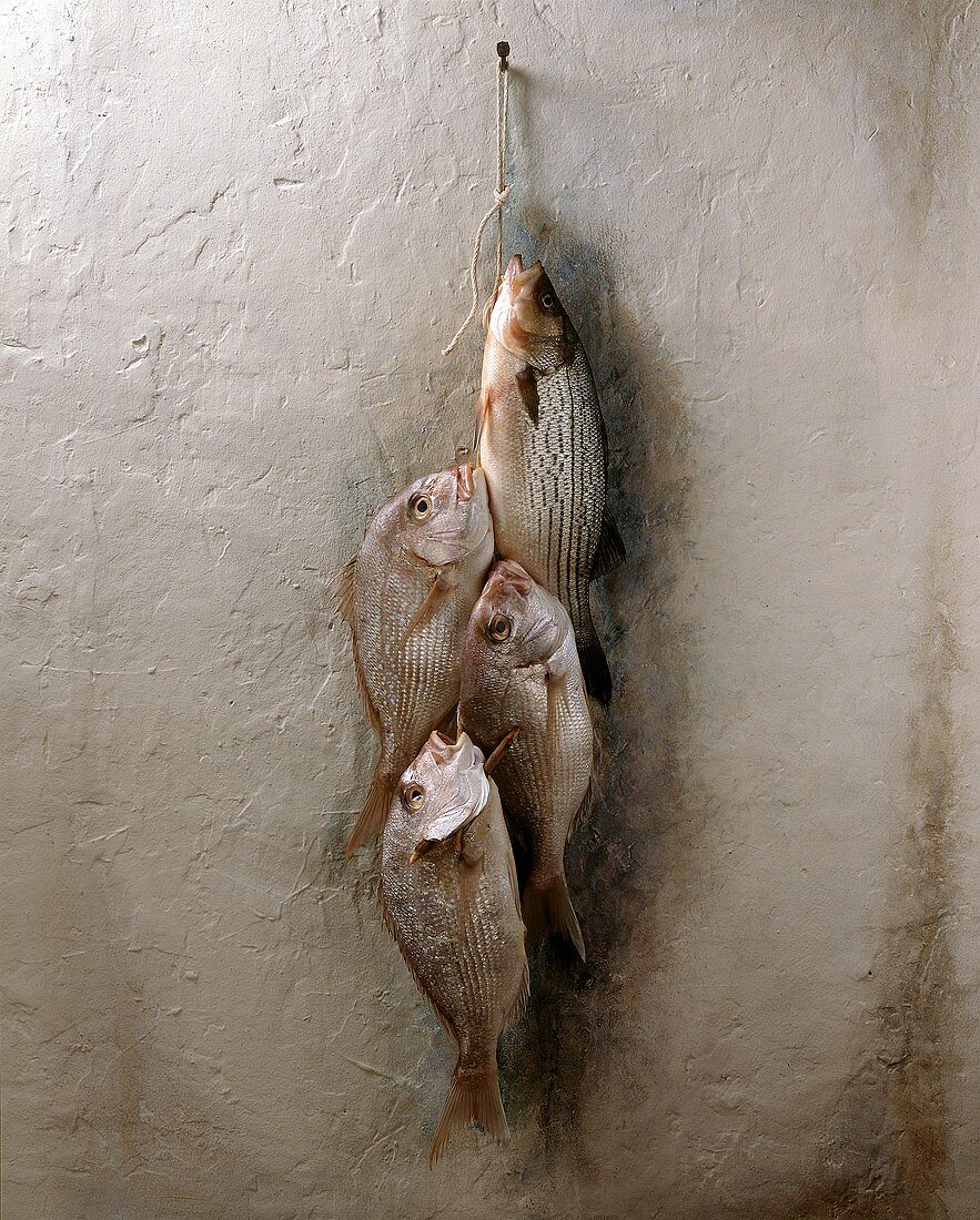 Four Fish Hanging from a String