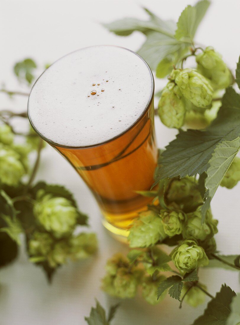 A Glass of Amber Beer with Hops