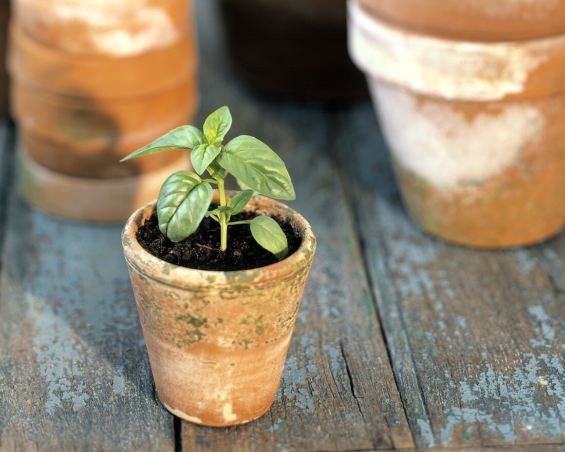 A Basil Seedling in a Small Pot